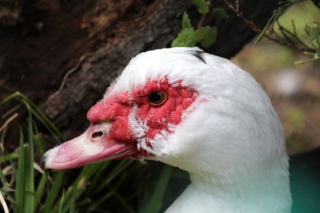 速冲击英超 速冲击英超